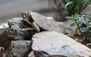 Eines der Weibchen