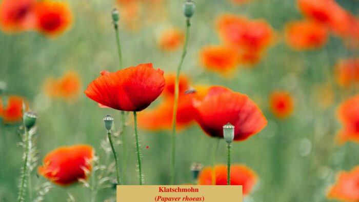 Klatschmohn (Papaver rhoeas)