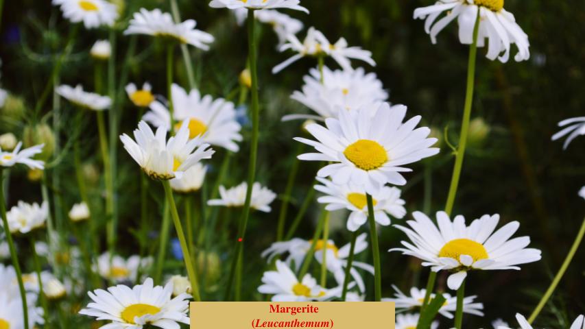 Margerite
(Leucanthemum)