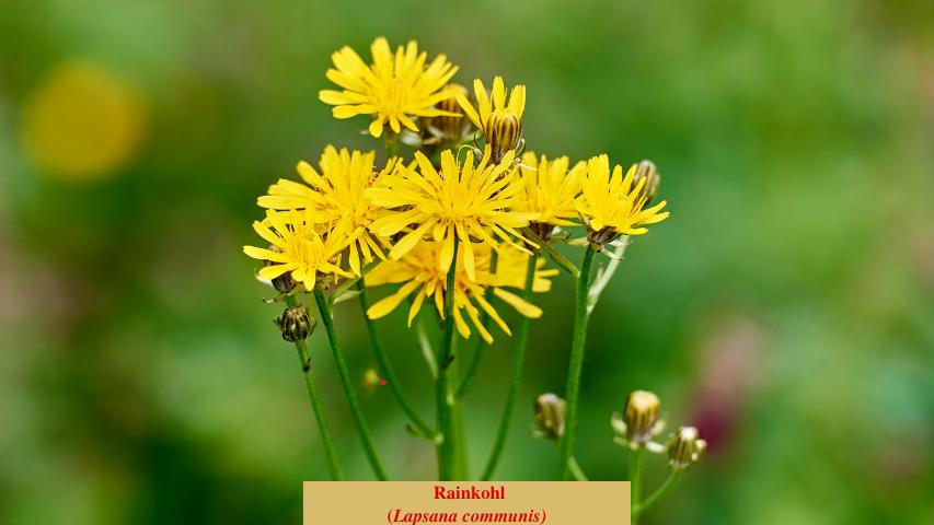 Rainkohl
(Lapsana communis)
