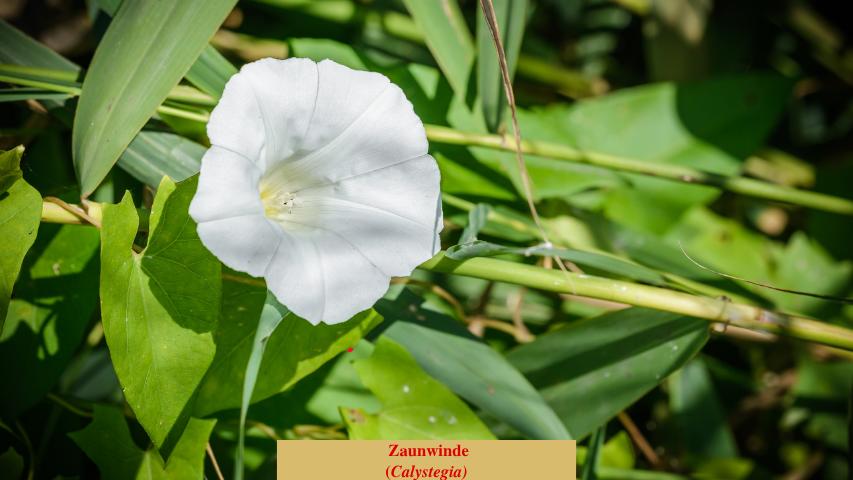 Zaunwinde
(Calystegia)
