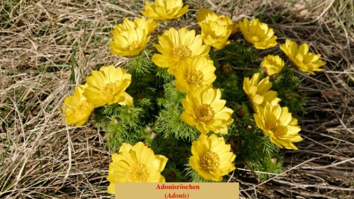 Adonisröschen (Adonis)