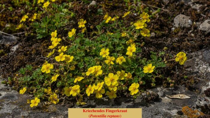 Kriechendes Fingerkraut (Potentilla reptans)