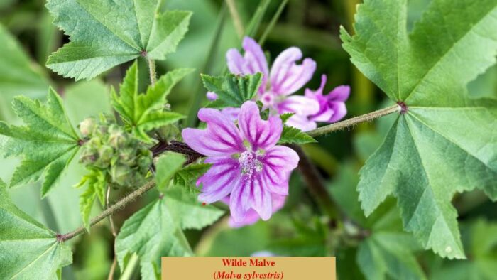 Wilde Malve (Malva sylvestris)