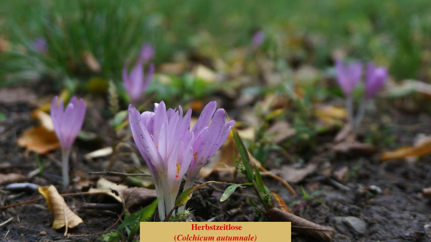 Herbstzeitlose
(Colchicum autumnale)