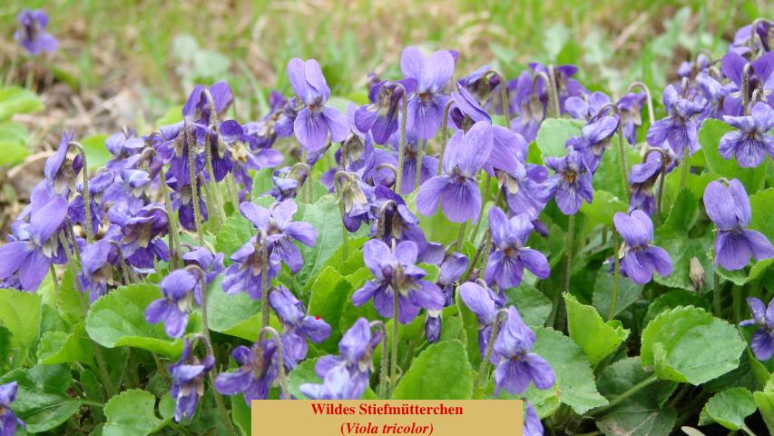 Wildes Stiefmütterchen
(Viola tricolor)