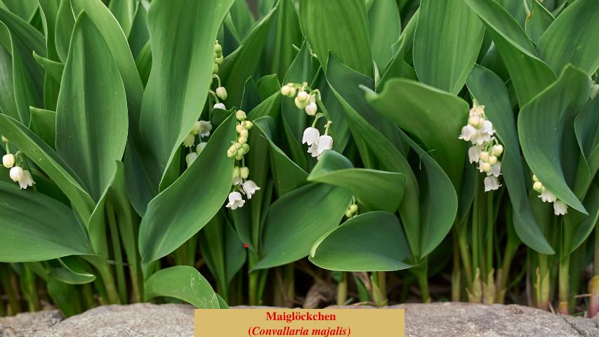 Maiglöckchen
(Convallaria majalis)