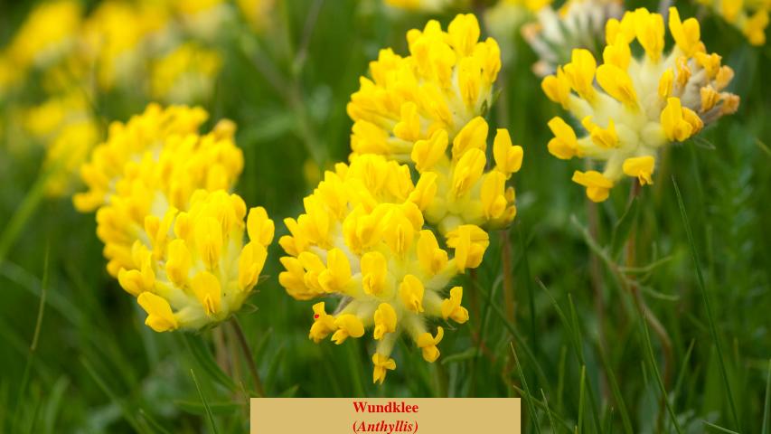 Wundklee
(Anthyllis)