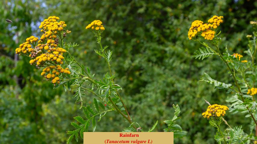 Rainfarn
(Tanacetum vulgare L)