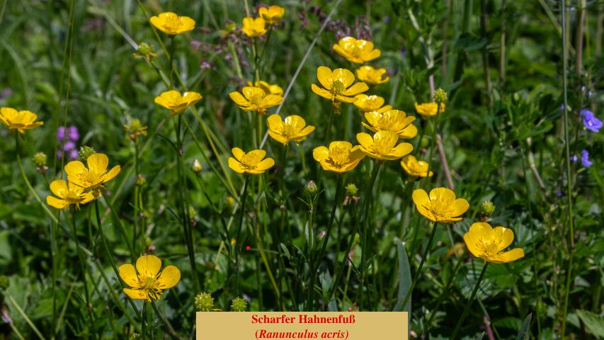 Scharfer Hahnenfuß
(Ranunculus acris)
