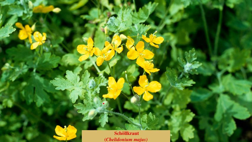 Schöllkraut
(Chelidonium majus)