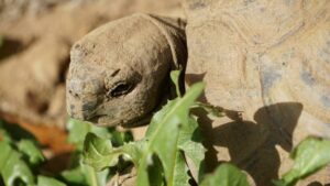 Griechische Landschildkröte