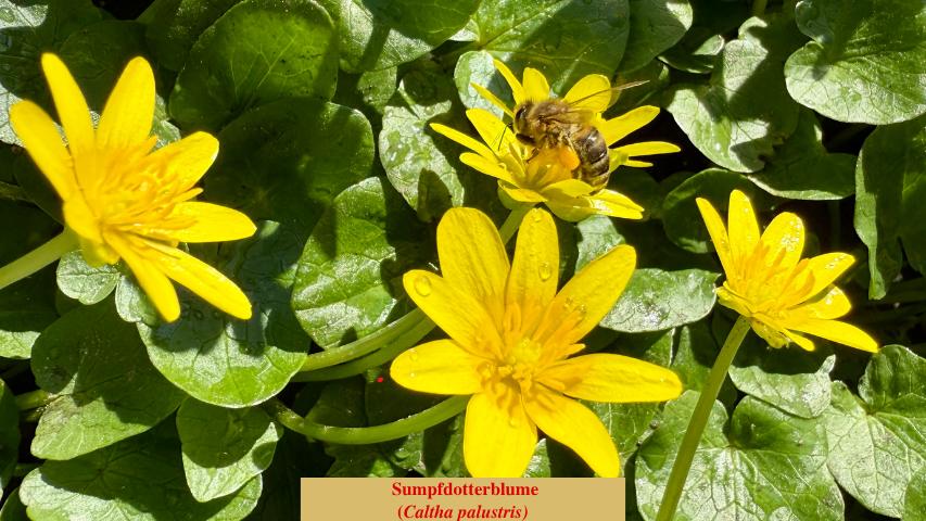 Sumpfdotterblume
(Caltha palustris)