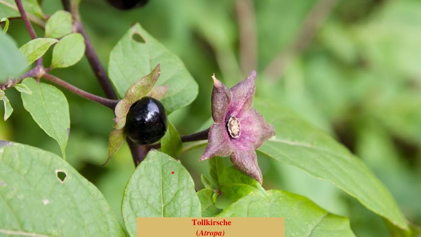 Tollkirsche
(Atropa)