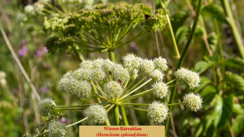 Wiesen-Bärenklau
(Heracleum sphondylium)