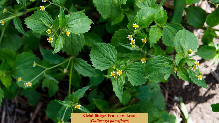 Kleinblütiges Franzosenkraut
(Galinsoga parviflora)