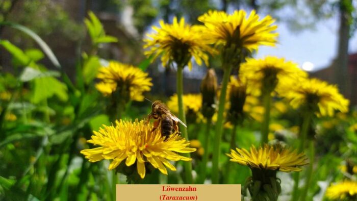 Löwenzahn (Taraxacum)