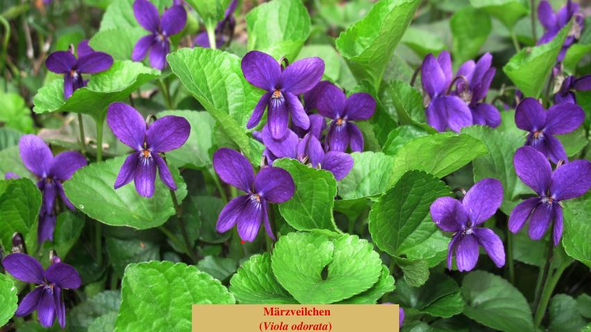 Märzveilchen
(Viola odorata)