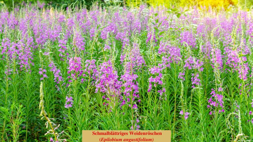 Schmalblättriges Weidenröschen
(Epilobium angustifolium)