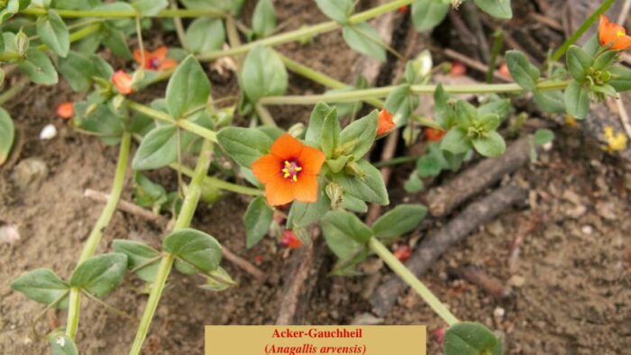 Acker-Gauchheil (Anagallis arvensis)