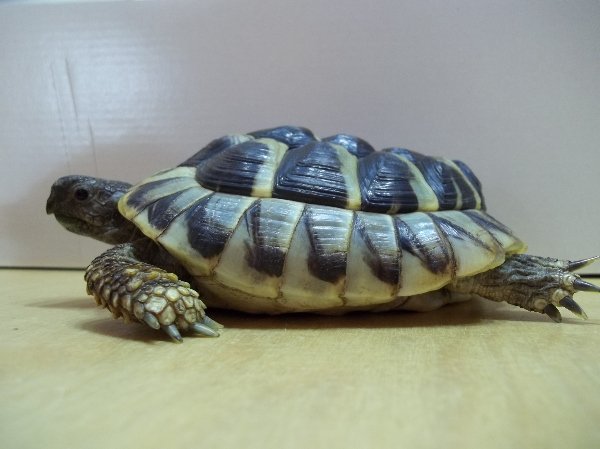 Guschdl