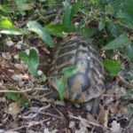Habitatsbilder aus Kroatien