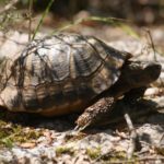 Habitatsbilder aus Kroatien