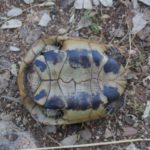 Habitatsbilder aus Kroatien