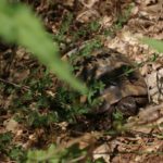 Habitatsbilder aus Kroatien