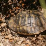 Habitatsbilder aus Kroatien