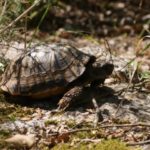 Habitatsbilder aus Kroatien