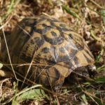 Habitatsbilder aus Kroatien