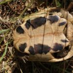 Habitatsbilder aus Kroatien