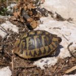 Habitatsbilder aus Kroatien