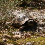 Habitatsbilder aus Kroatien