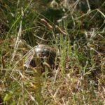 Habitatsbilder aus Kroatien