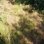 Habitatsbilder aus Kroatien