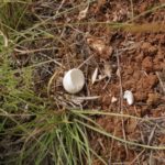 Habitatsbilder aus Kroatien
