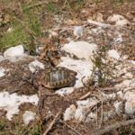 Habitatsbilder aus Kroatien