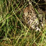 Habitatsbilder aus Kroatien