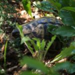 Habitatsbilder aus Kroatien