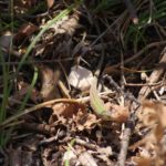 Habitatsbilder aus Kroatien