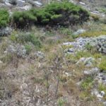 Lebensraum auf Korsika