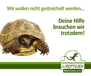 MediumRectangle300x250_Schildkroete