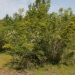 Ossa-Gebirge-Piniosdelsta