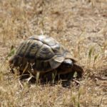 Schildkrötenhabitat auf Menorca