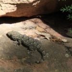 Schildkrötenhabitat auf Menorca