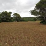 Schildkrötenhabitat auf Menorca