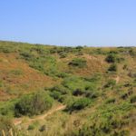 Schildkrötenhabitat auf Menorca