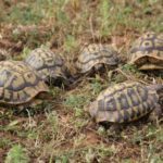 Schildkrötenhabitat auf Menorca